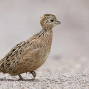 Montezuma Quail